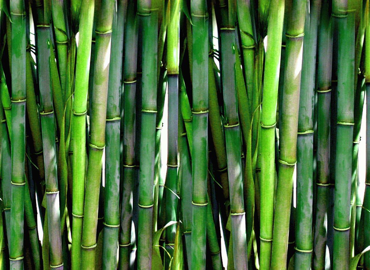 bamboo.jpg